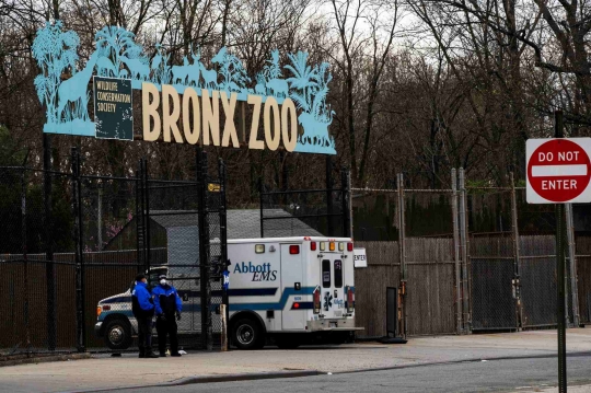 Foto Harimau yang Positif Corona di Kebun Binatang New York