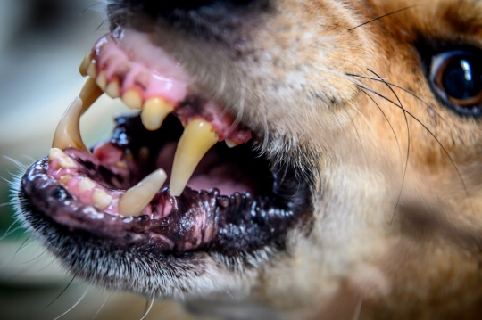 Wabah Pandemi, Ribuan Anjing Liar Terancam Kelaparan