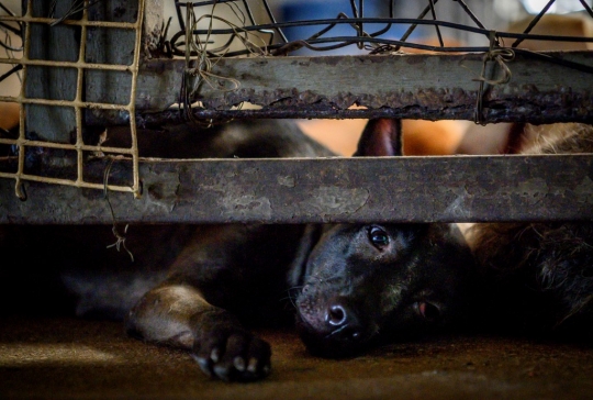 Wabah Pandemi, Ribuan Anjing Liar Terancam Kelaparan