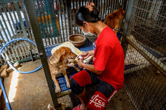 Wabah Pandemi, Ribuan Anjing Liar Terancam Kelaparan