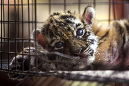 Lahir di Tengah Pandemi, Bayi Harimau di Meksiko Diberi Nama Covid