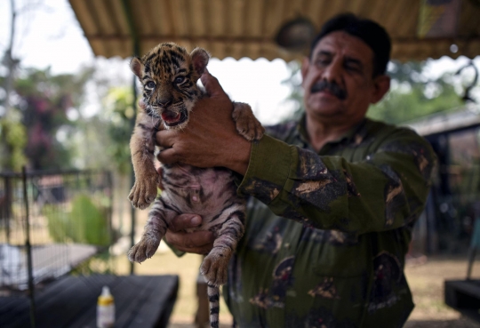 Lahir di Tengah Pandemi, Bayi Harimau di Meksiko Diberi Nama Covid