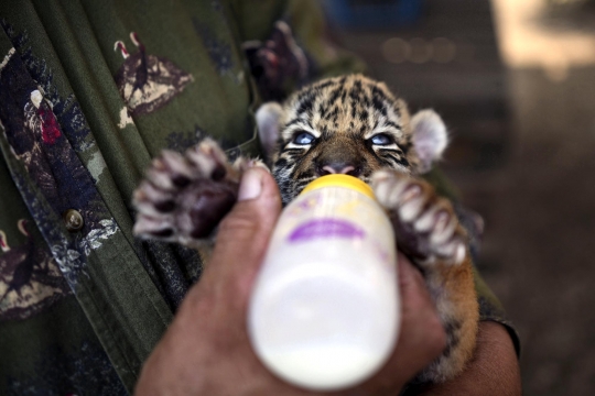 Lahir di Tengah Pandemi, Bayi Harimau di Meksiko Diberi Nama Covid