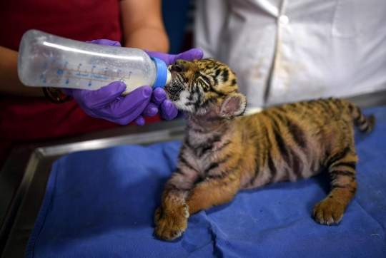 Lahir di Tengah Pandemi, Bayi Harimau di Meksiko Diberi Nama Covid