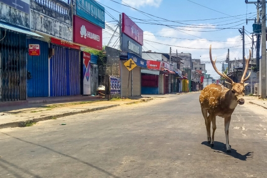 Saat Manusia di Balik Tembok, Hewan Bebas Berkeliaran