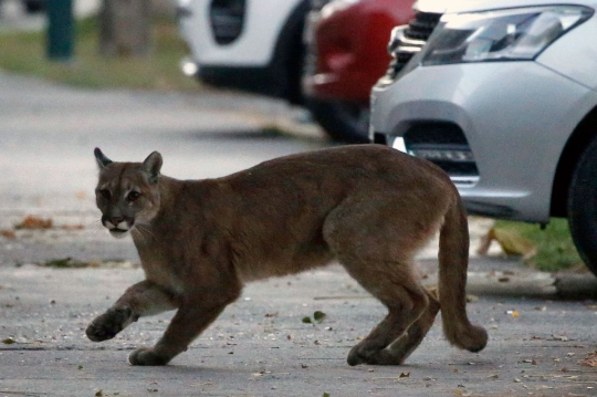 Saat Manusia di Balik Tembok, Hewan Bebas Berkeliaran