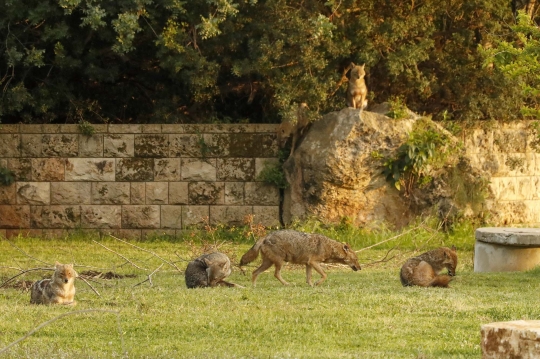 Lockdown, Kawanan Serigala Kuasai Taman Kota di Tel Aviv