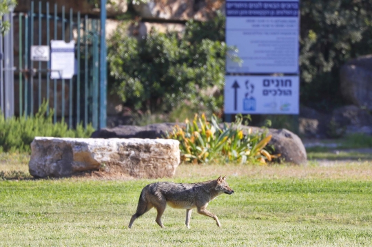 Lockdown, Kawanan Serigala Kuasai Taman Kota di Tel Aviv