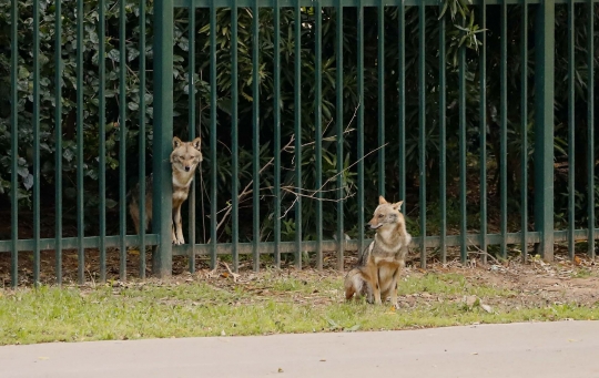 Lockdown, Kawanan Serigala Kuasai Taman Kota di Tel Aviv