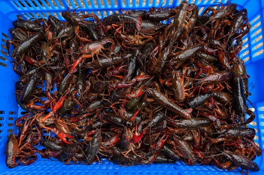 Pilu Pasar Basah Wuhan dalam Lekatan Stigma Corona