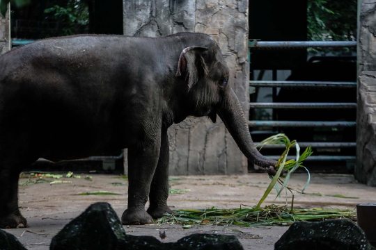 Sebulan Libur Akibat Corona, Hewan di Ragunan Lebih 'Fresh'