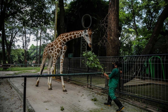 Sebulan Libur Akibat Corona, Hewan di Ragunan Lebih 'Fresh'