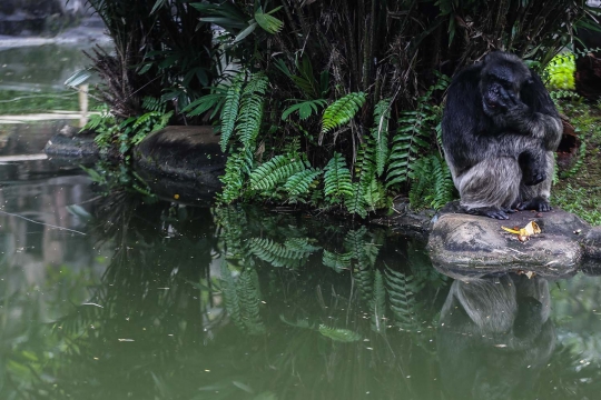 Sebulan Libur Akibat Corona, Hewan di Ragunan Lebih 'Fresh'