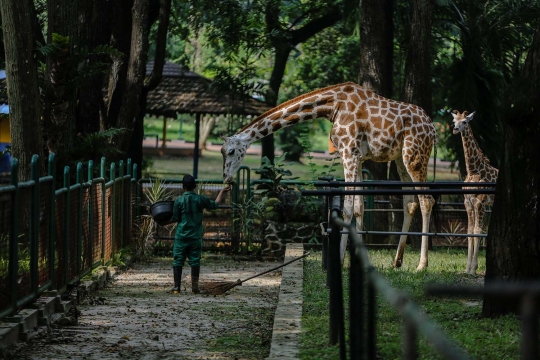 Sebulan Libur Akibat Corona, Hewan di Ragunan Lebih 'Fresh'