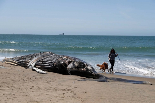 Paus Bungkuk Mati Terdampar di Pantai California