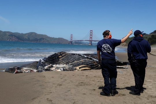 Paus Bungkuk Mati Terdampar di Pantai California