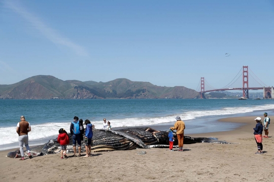 Paus Bungkuk Mati Terdampar di Pantai California