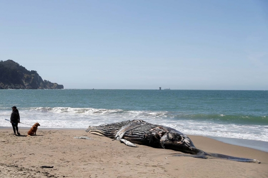 Paus Bungkuk Mati Terdampar di Pantai California