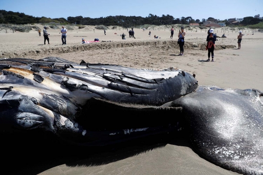 Paus Bungkuk Mati Terdampar di Pantai California