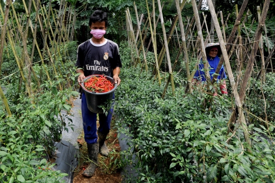 Pemberlakuan PSBB, Petani Cabe Menjerit