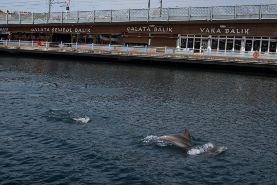 Penampakan Lumba-Lumba di Selat Bosphorus saat Turki Lockdown