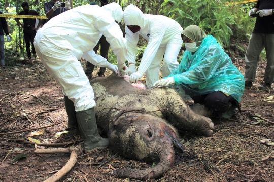 Diduga Diracun, Gajah Jantan Muda Mati di Hutan Aceh Jaya