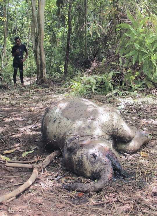 Diduga Diracun, Gajah Jantan Muda Mati di Hutan Aceh Jaya