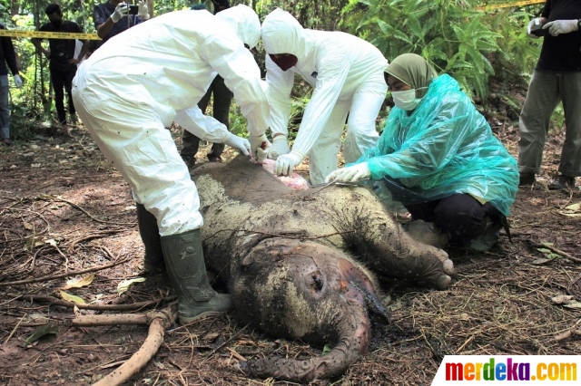 Gambar yang diambil pada tanggal (29/4/2020) memperlihatkan petugas medis sedang melakukan otopsi terhadap gajah jantan muda yang ditemukan mati di hutan Aceh Jaya. Diduga gajah muda tersebut mati karena diracun. Kementerian lingkungan negara memperkirakan pada tahun 2018 ada sekitar 500 gajah Sumatera yang masih tersisa di Aceh.