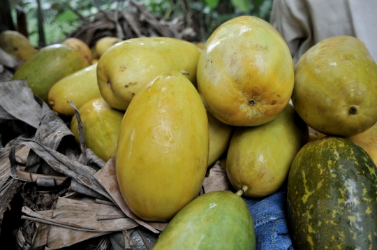 Penjualan Timun Suri Lesu