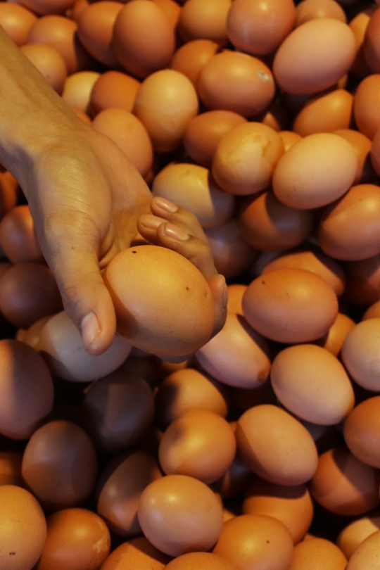 Pemerintah Larang Peredaran Telur Infertil Meski Layak Konsumsi