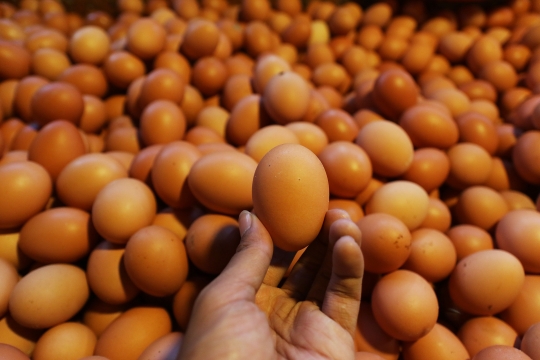 Pemerintah Larang Peredaran Telur Infertil Meski Layak Konsumsi