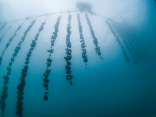 Intip Cara Warga Kroasia Beternak Tiram di Tengah Laut