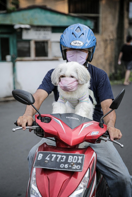 Antisipasi Terpapar Covid-19, Anjing Ini Dipakaikan Masker