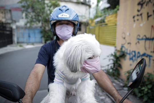 Antisipasi Terpapar Covid-19, Anjing Ini Dipakaikan Masker