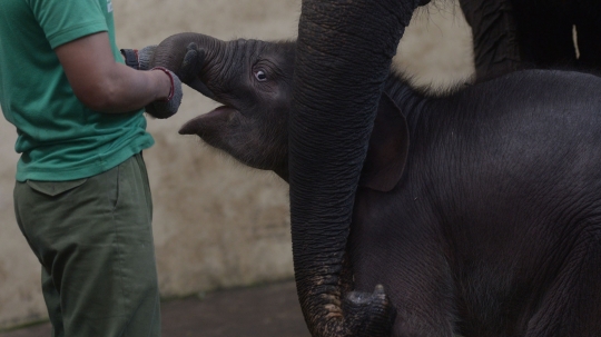 Lahir di Tengah Pandemi, Bayi Gajah Sumatera Ini Diberi Nama Covid