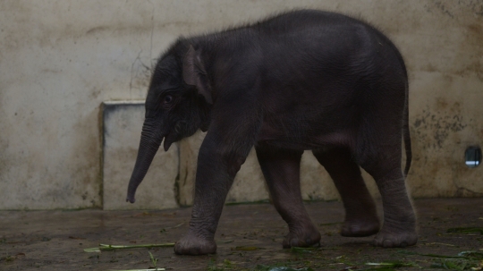 Lahir di Tengah Pandemi, Bayi Gajah Sumatera Ini Diberi Nama Covid