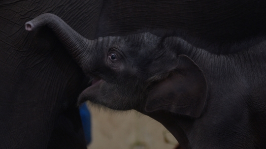 Lahir di Tengah Pandemi, Bayi Gajah Sumatera Ini Diberi Nama Covid