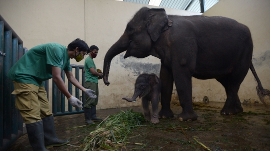 Lahir di Tengah Pandemi, Bayi Gajah Sumatera Ini Diberi Nama Covid