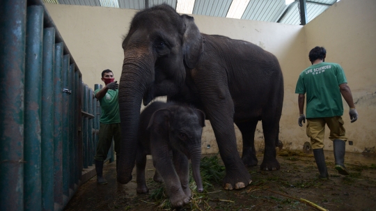 Lahir di Tengah Pandemi, Bayi Gajah Sumatera Ini Diberi Nama Covid