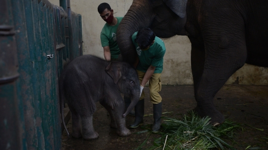 Lahir di Tengah Pandemi, Bayi Gajah Sumatera Ini Diberi Nama Covid