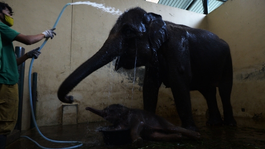 Lahir di Tengah Pandemi, Bayi Gajah Sumatera Ini Diberi Nama Covid