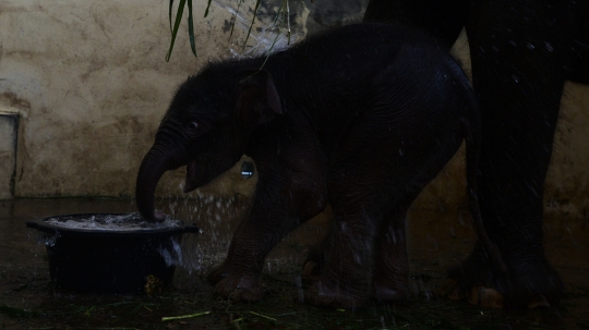 Lahir di Tengah Pandemi, Bayi Gajah Sumatera Ini Diberi Nama Covid