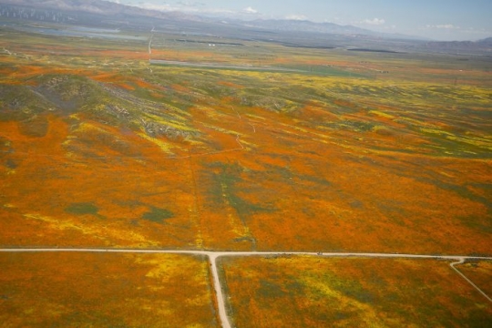 Potret Superbloom Bunga Poppy California dari Pencitraan Satelit NASA