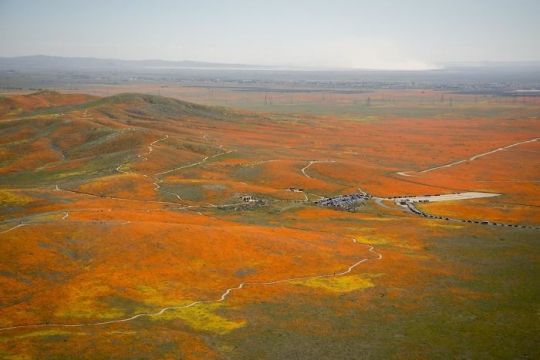 Potret Superbloom Bunga Poppy California dari Pencitraan Satelit NASA