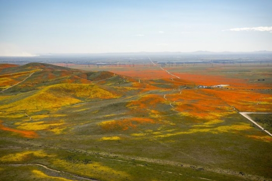 Potret Superbloom Bunga Poppy California dari Pencitraan Satelit NASA