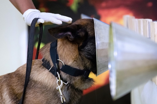 Prancis Latih Anjing Deteksi Virus Corona