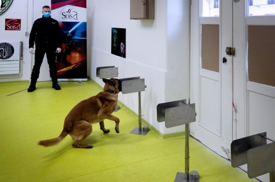 Prancis Latih Anjing Deteksi Virus Corona