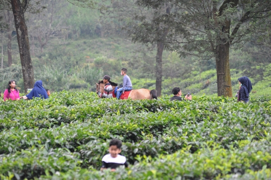 PSBB, Banyak Warga Ngabuburit di Kebun Teh Puncak