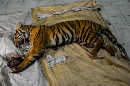 Harimau Jantan Mati Terjerat Tali Baja di Riau