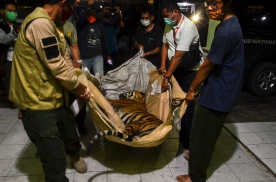 Harimau Jantan Mati Terjerat Tali Baja di Riau